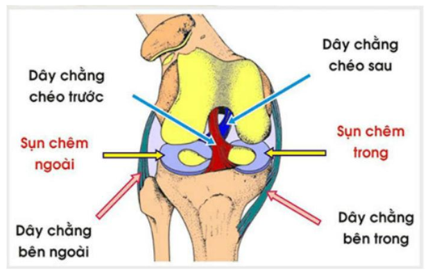 4 điều quan trọng cần biết về dây chằng chéo trước gối